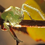 Olios correvoni